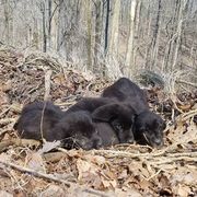 barkley marathons puppies in woods
