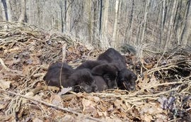 barkley marathons puppies in woods