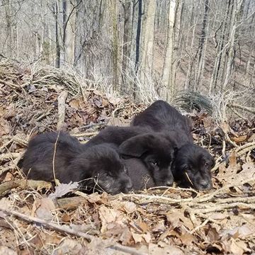 barkley marathons puppies in woods