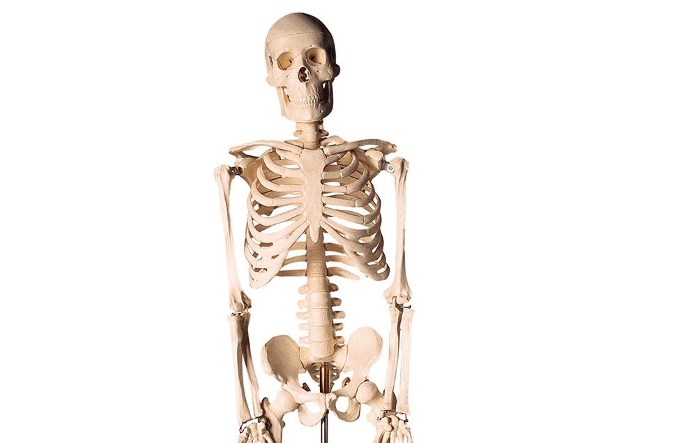 Bones