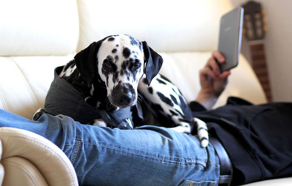 Lounging on the couch with ipad and dog