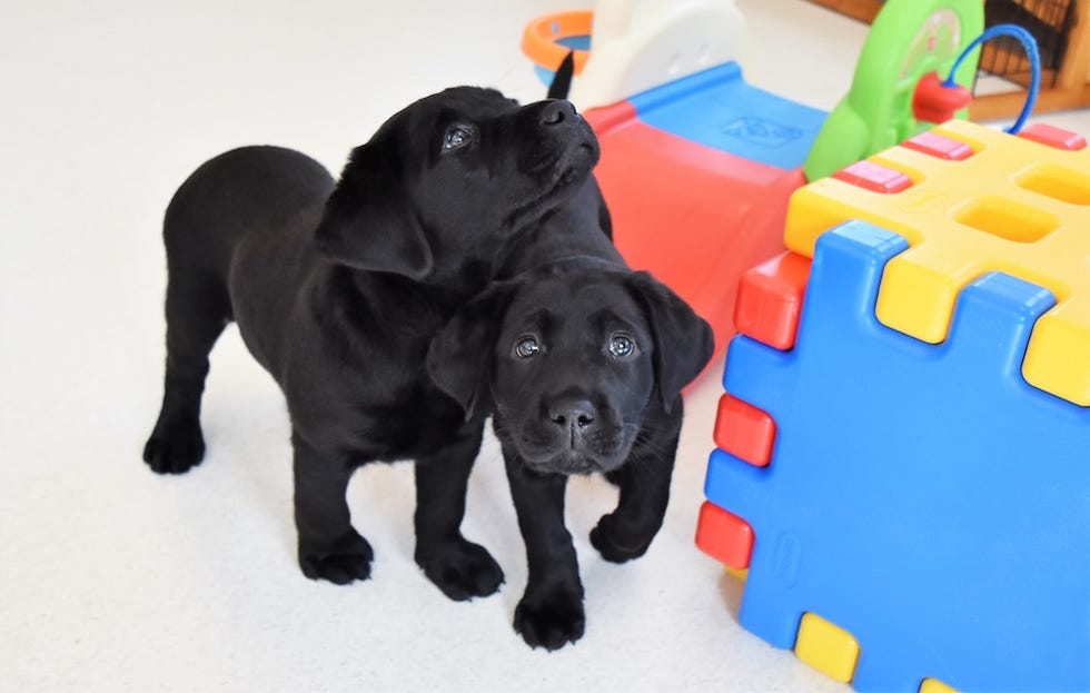 Puppies play together