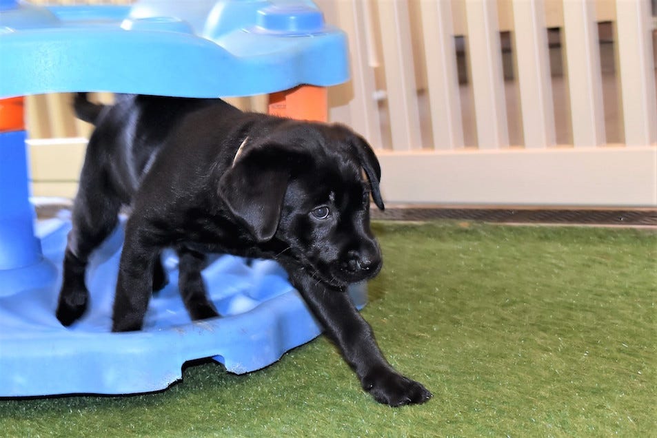 Puppy crawling