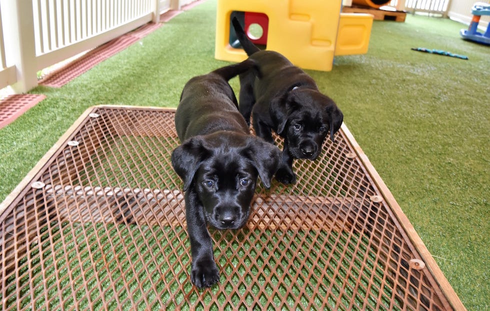 Puppies walk