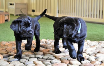 The puppies playing