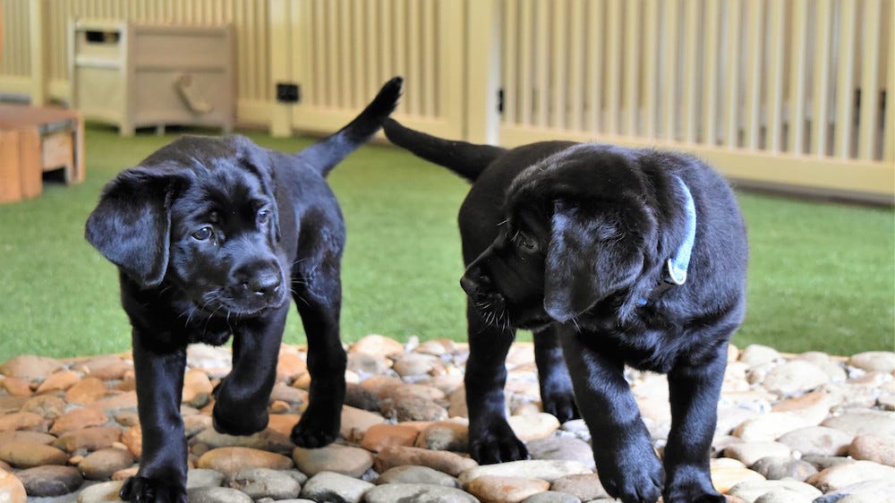 Video player poster image preview for Newswire: Guide Puppies Named After Marathon Winners