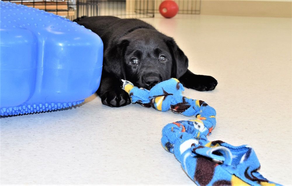 Puppy chews toy