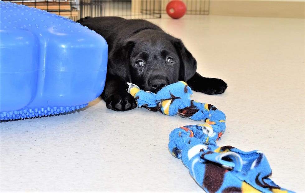 Puppy chews toy