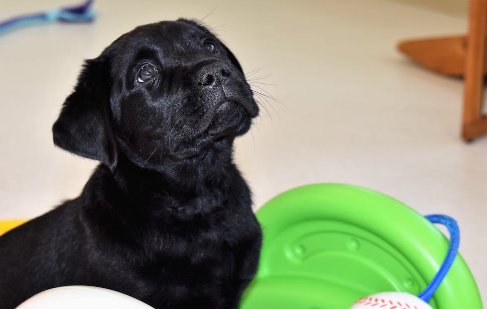 Puppy looks up