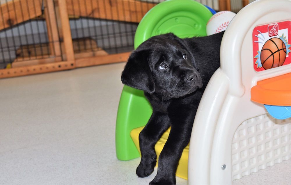 Puppy looks up adorably