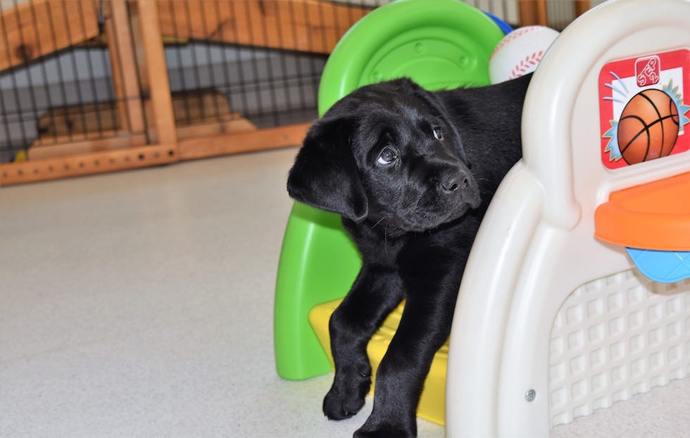 Puppy looks up adorably
