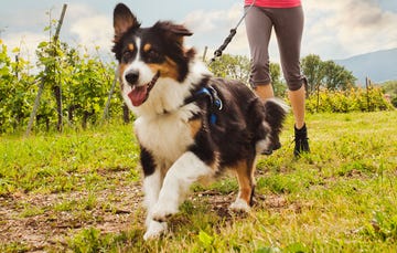 Dog Running