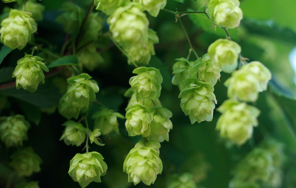 Hops