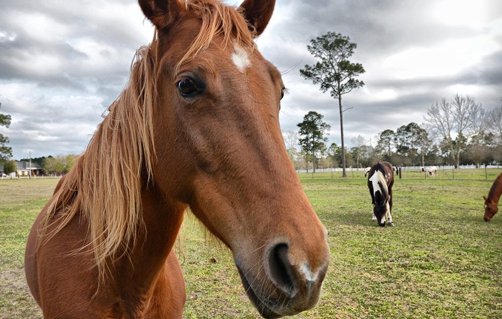 horse face 