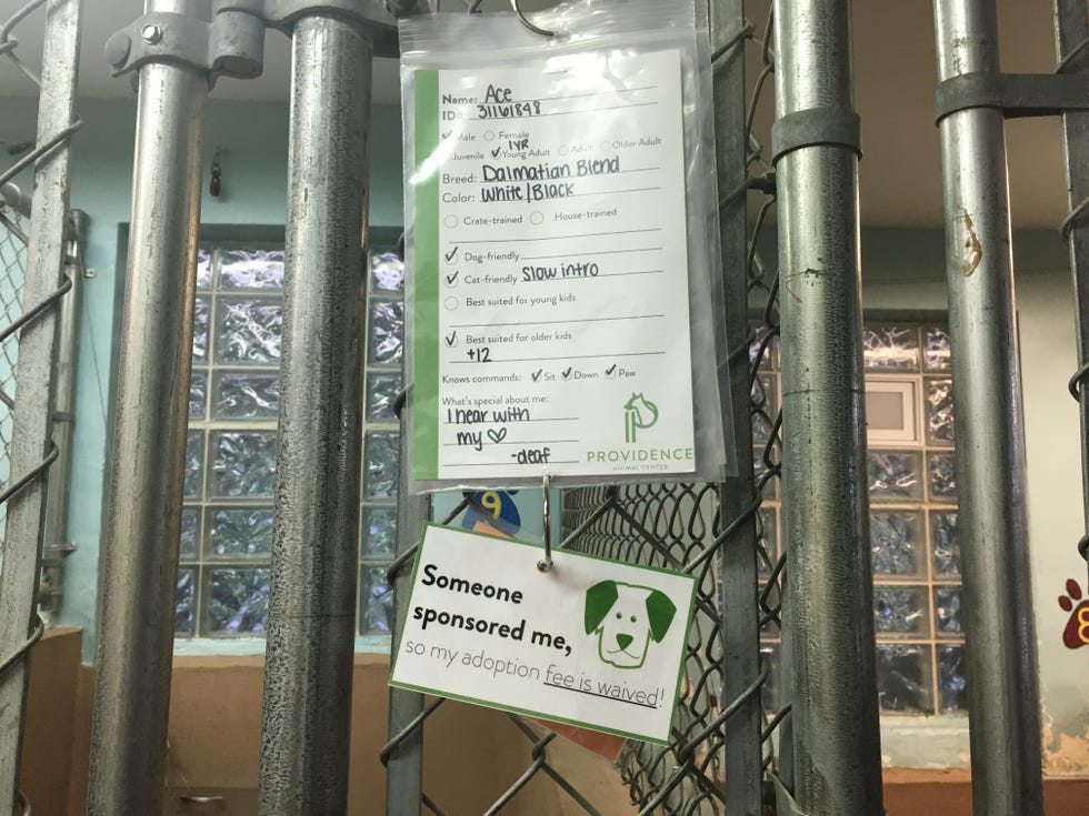 The Providence Animal Center's Dog Trotters program helps high energy dogs get adopted. 