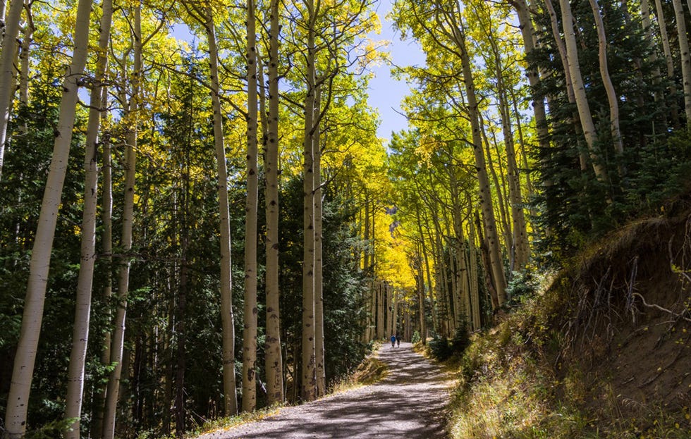 best running trails Inner Basin Trail