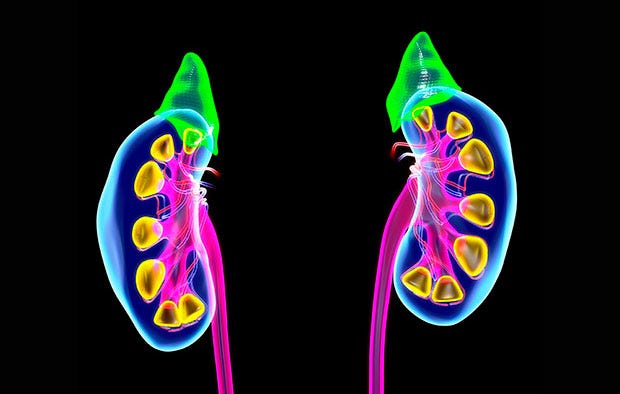 Kidneys