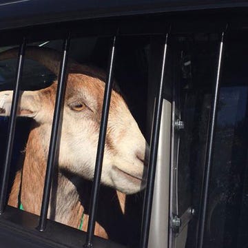Muffy the Goat Muffy the Goat