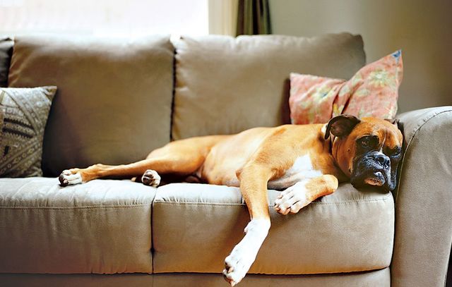 dog sleeping on couch instead of running