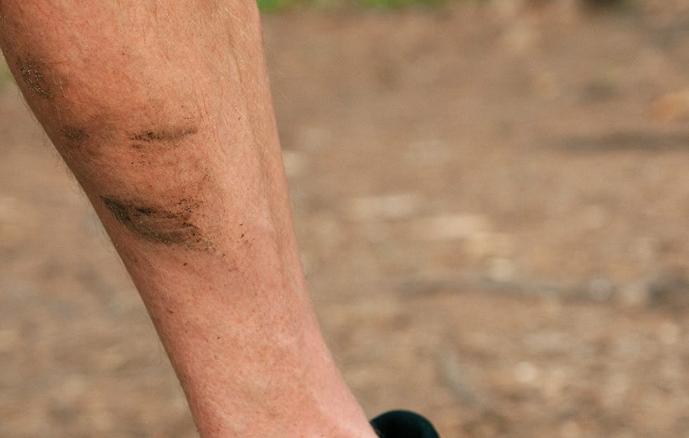 muddy calves