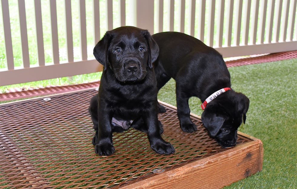 puppies sitting
