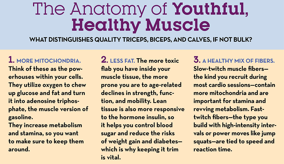 the anatomy of youthful, healthy muscle