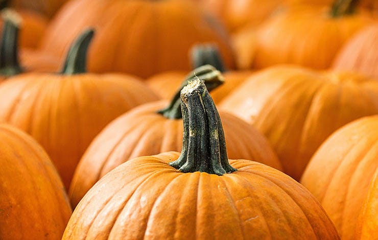 Pumpkin