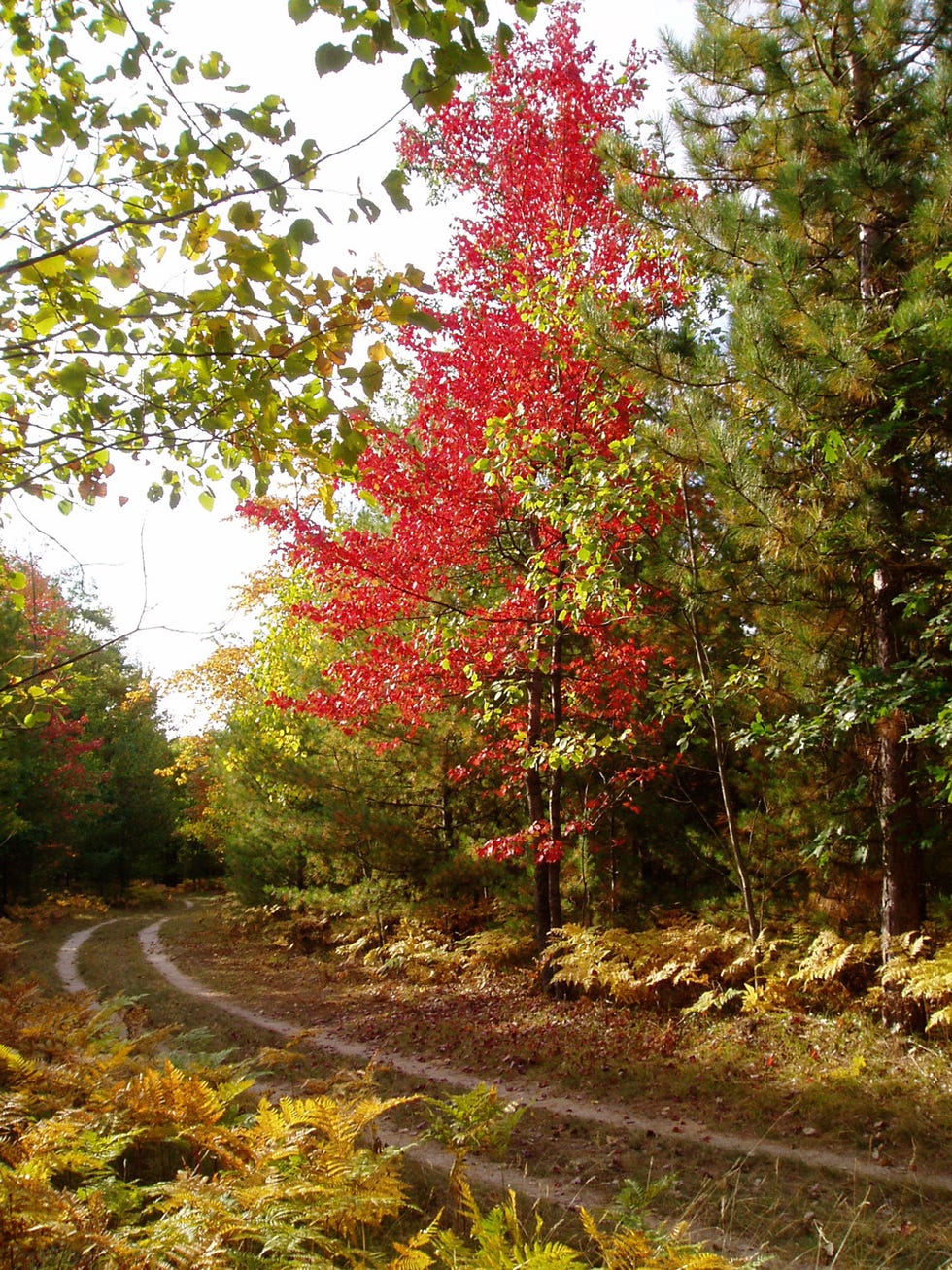 best running trails Vasa Pathway