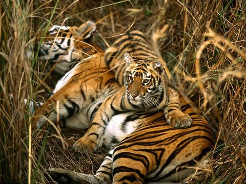 Een Bengaalse tijgerin en haar welp rusten uit in het hoge gras van een weide Tijgerwelpen blijven twee tot drie jaar bij hun moeder waarna ze hun eigen weg gaan om een territorium te vinden