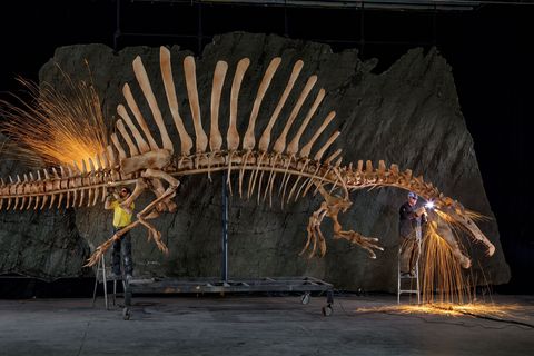 Expositiemedewerkers leggen de laatste hand aan een anatomisch getrouwe en levensgrote reconstructie van het skelet van een Spinosaurus aegypticus die werd opgebouwd aan de hand van digitale modellen van gevonden fossielen Het vijftien meter lange skelet was in september 2014 te zien in het National Geographic Museum in Washington DC als onderdeel van de expositie Spinosaurus Lost Giant of the Cretaceous
