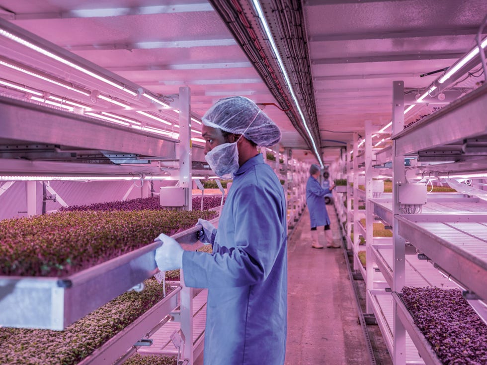 Growing Underground maakte van een uitgestrekte schuilkelder uit de Tweede Wereldoorlog een hydrocultuurboerderij aangedreven door ledverlichting