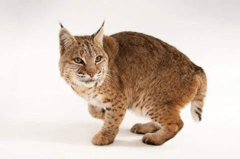 Hoewel deze grote maar schuwe kat niet vaak wordt gespot is bekend dat de rode lynx Lynx rufus aan de rand van menselijke bebouwing rondsluipt en daar op knaagdieren en andere kleine prooien jaagt