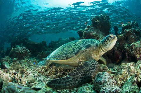 Bij laagtij ligt een soepschildpad op een koraalrichel voor de kust van het Maleisische eilandje Sipadan