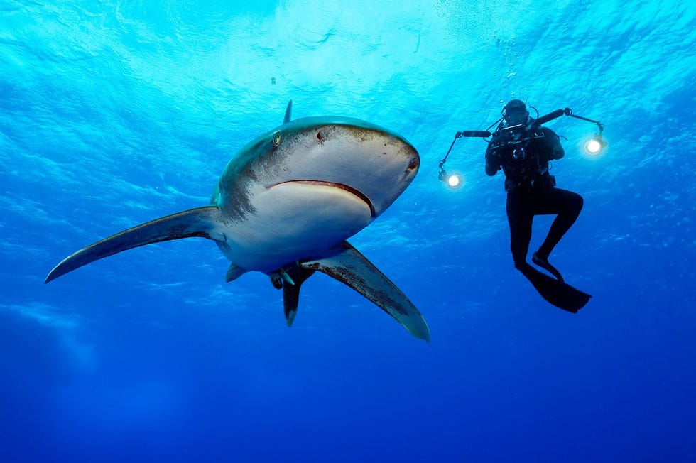 Oceanische witpunthaaien worden beschouwd als de op drie na gevaarlijkste haaiensoort voor mensen