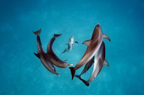 Al dertig jaar proberen wetenschappers inzicht te krijgen in de communicatie tussen deze Atlantische gevlekte dolfijnen Stenella frontalis in de wateren rond de Bahamas Ze hebben zelfs geprobeerd om het gefluit van de dieren met behulp van computers te ontcijferen  met enig succes