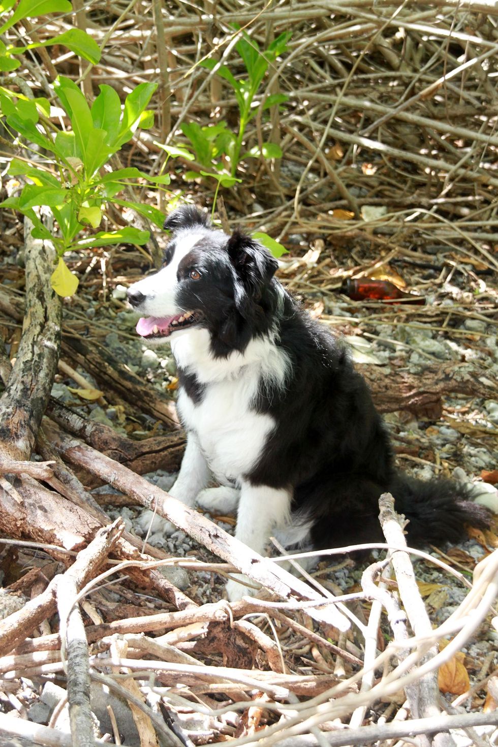 Tijdens een testonderzoek op het eilandje zit de forensische speurhond Kayle op een verborgen graf