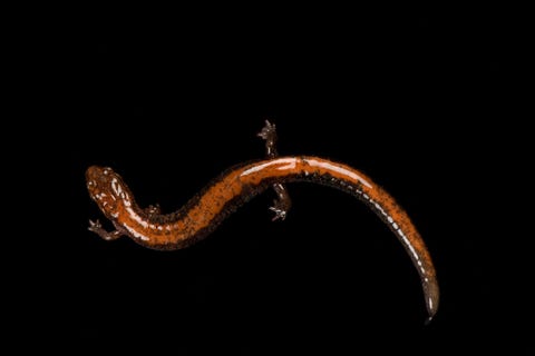 Roodrugsalamander Plethodon cinereus gefotografeerd in het National Mississippi River Museum and Aquarium