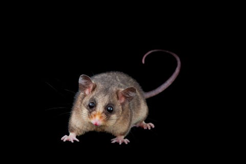 Van de ernstig bedreigde bergdwergbuidelmuis zijn er in het wild nog slecht tussen de 2000 en 3000 over allen op een paar bergen in het noorden van Victoria en het zuiden van New South Wales Het is het enige Australische zoogdier dat zijn leefgebied uitsluitend in de bergen heeft en daarvan is een aanzienlijk deel afgebrand De overlevenden kampen met voedseltekorten en ze worden bedreigd door wilde katten en vossen Deze kunnen juist prima jagen in verschroeide landschappen