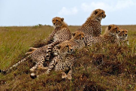 In het Masai Mara National Reserve in Kenia bewaakt een vrouwtjescheeta met de naam Malaika haar kroost Nadat een van haar welpjes door een leeuwin is gedood heeft ze er nog vijf over