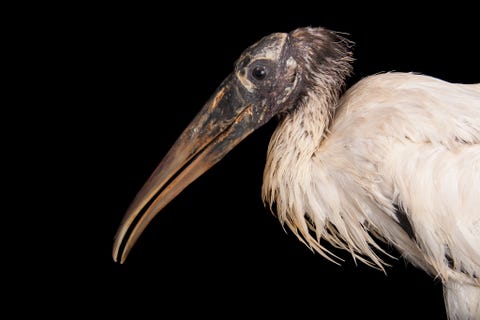 Kaalkopooievaar Mycteria Americana in de Sedgwick County Zoo