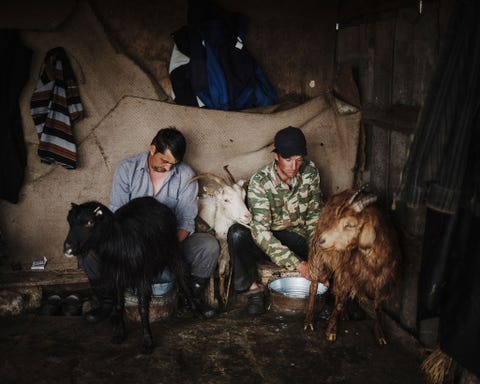 In Behgioz melken landarbeiders van een boerderij aan het einde van de dag hun schapen en geiten