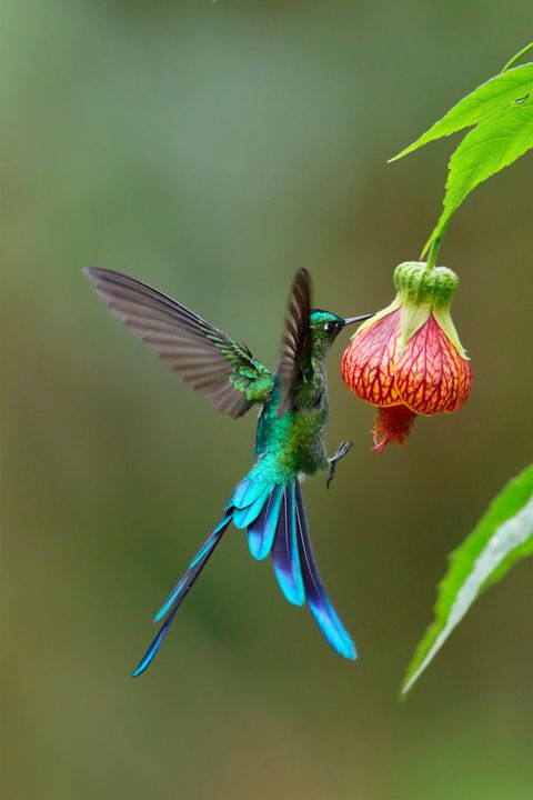 Hummingbird, Bird, Pollinator, Wing, Feather, Adaptation, Botany, Beak, Teal, Magenta, 