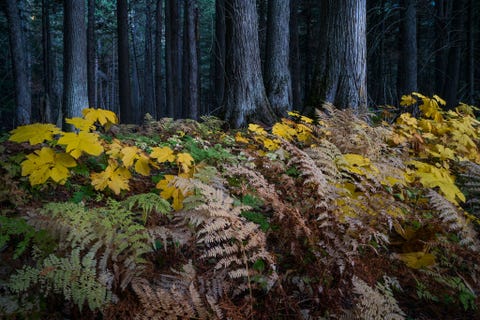 In het Glacier National Park ondervinden bossen de gevolgen van lange droge zomers en van het feit dat de sneeuwbedekking vroeger in het jaar wegsmelt De omgevingsstress waaraan de flora in het park wordt blootgesteld wordt versterkt door de klimaatverandering