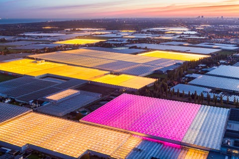 https://www.nationalgeographic.com/content/dam/science/2020/04/21/human-journey-steinmetz/11-human-journey-steinmetz.jpg De kassen van Koppert Cress in het ZuidHollandse Monster mogen er dan feestelijk uitzien maar hun ledverlichting is speciaal ontworpen om gewassen zo efficint mogelijk te doen groeien Het gehamerde glas weerkaatst het kunstlicht zodat de lichtvervuiling naar buiten minimaal is Koppert valt in de smaak bij zowel milieubeschermers als gastronomen want het produceert op verzoek veel kiem en microgroenten die in de hele wereld aftrek vinden