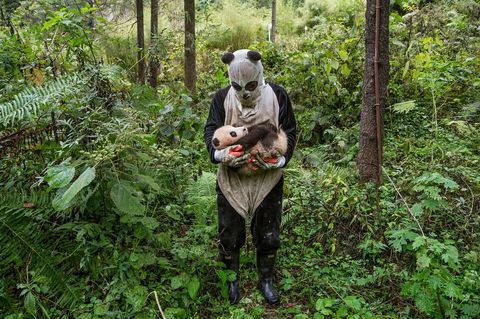 In het Hetaopingcentrum van het Nationaal Natuurreservaat van Wolong hebben pandas die in gevangenschap zijn gefokt vrij weinig contact met mensen zelfs niet tijdens lichamelijk onderzoek zodat een eventuele terugkeer naar het wild gemakkelijker zal verlopen