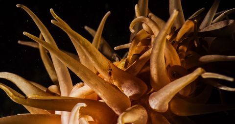 Aasgarnaaltjes leven tussen koraalpoliepen Tijdens de expeditie werden nieuwe soorten diepzeekoralen gevonden Onderzoekers zullen ze bestuderen om meer te weten te komen over de manier waarop ze zich tijdens de evolutie aan dit extreme ecosysteem hebben aangepast