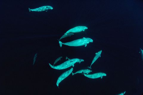 Op deze foto is een groep beloegas te zien op zon zestig meter diepte in de poolzee voor Nunavut Canada Beloegas zijn zeer sociale dieren die in familiegroepen leven van tien of meer dieren