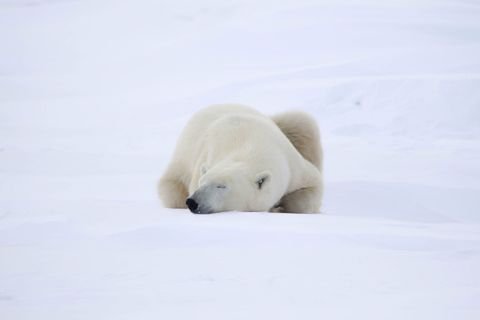 Een ijsbeer doet een dutje voordat hij zich op het pakijs waagt