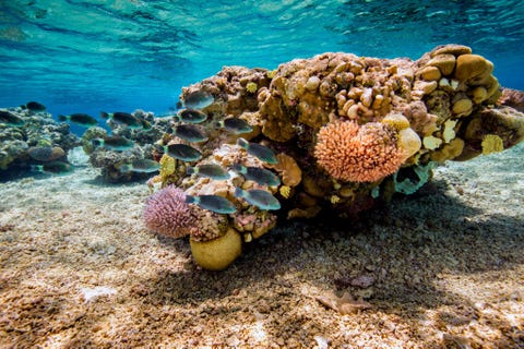 Rose Atoll Marine Dit park werd op 6 januari 2009 door president Bush in de zuidelijke Stille Oceaan ingesteld Het beslaat ruim 34000 vierkante kilometer en omvat het Rose Atoll een Samoaans eilandje en tevens de uiterste zuidpunt van de VS Binnen de grenzen van het nationale monument ligt het Ross Atoll Wildlife Refuge dat in 1973 werd ingesteld en bescherming biedt aan de rozekleurige koralen waarnaar het atol is vernoemd De omringende wateren bieden ook bescherming aan een grote diversiteit aan bedreigde zeedieren en vogels waaronder de grootste populatie van broedende zeeschildpadden in Amerikaans Samoa doopvontschelpen papegaaivissen haaien walvissen en zeventien soorten vogels