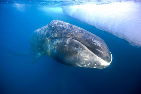 De Groenlandse walvis leeft in de ijzige wateren van het Noordpoolgebied en kan wel tweehonderd jaar oud worden Het koude water zorgt voor een lage lichaamstemperatuur waardoor het metabolisme van deze dieren zeer laag is en hun weefsels minder snel beschadigd raken